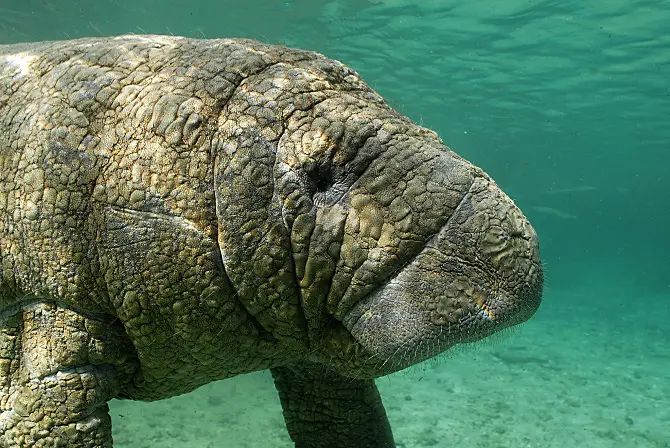 Manatee