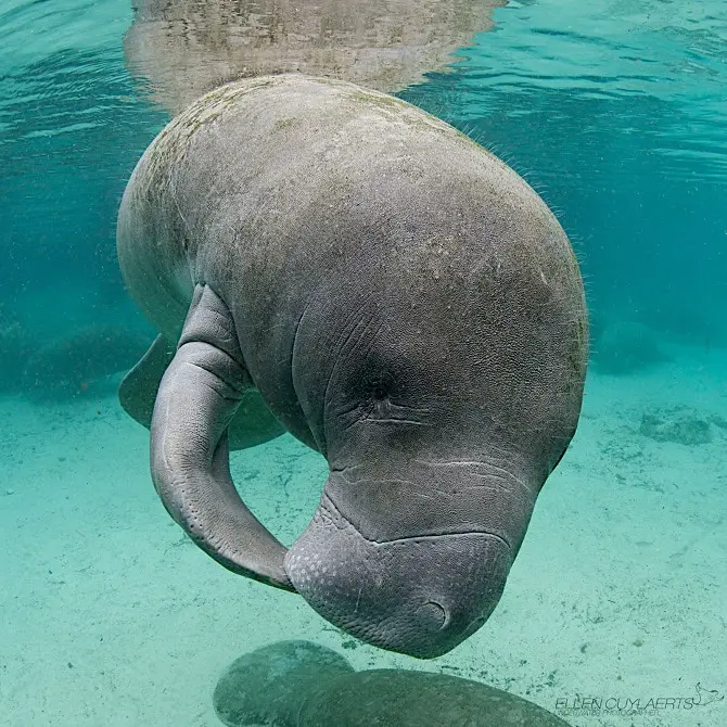 Manatee