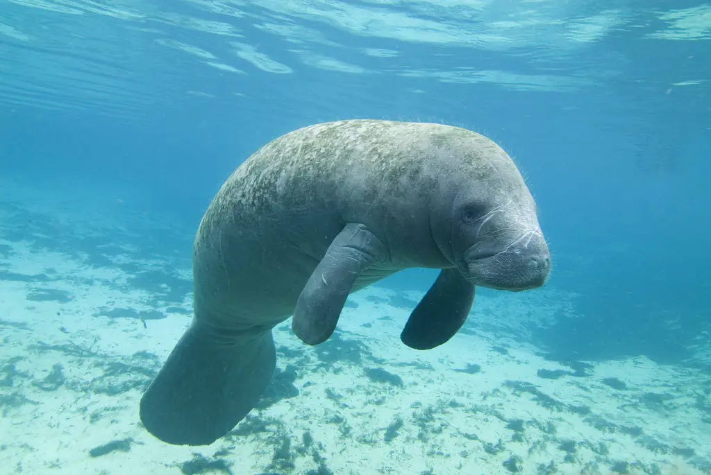 manatee steiff