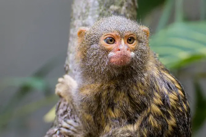 Marmoset