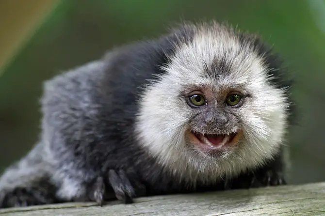 Marmoset