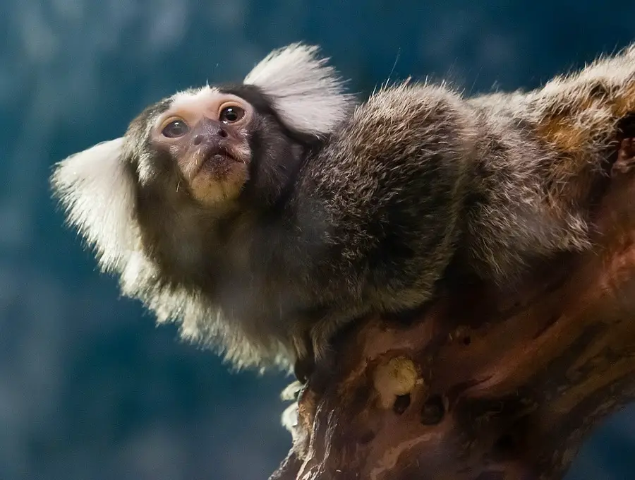 Marmoset