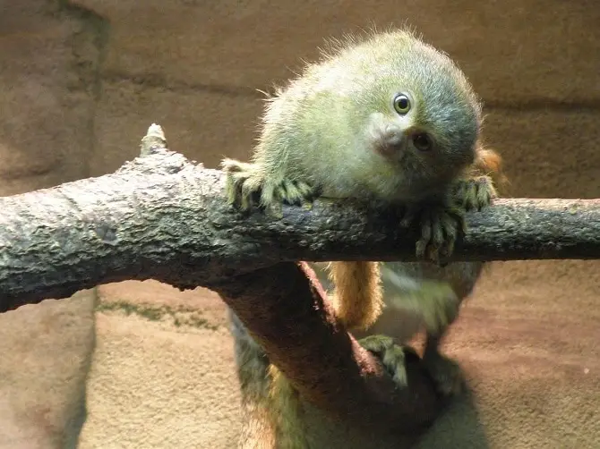 Marmoset