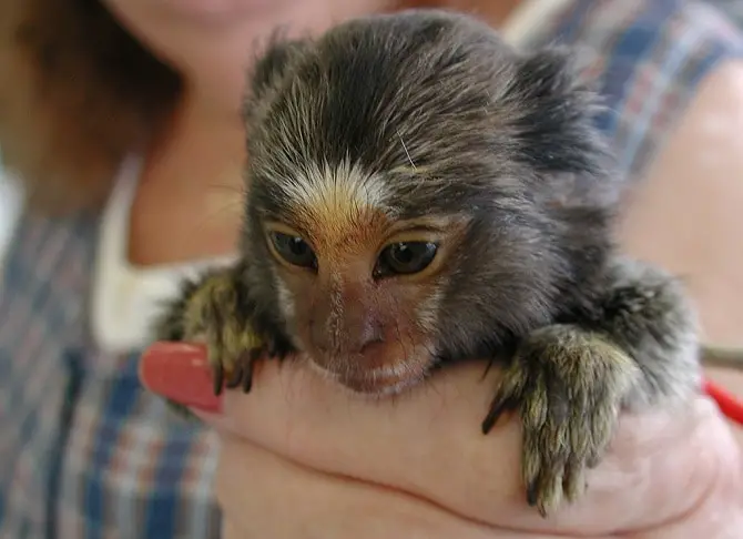 Marmoset