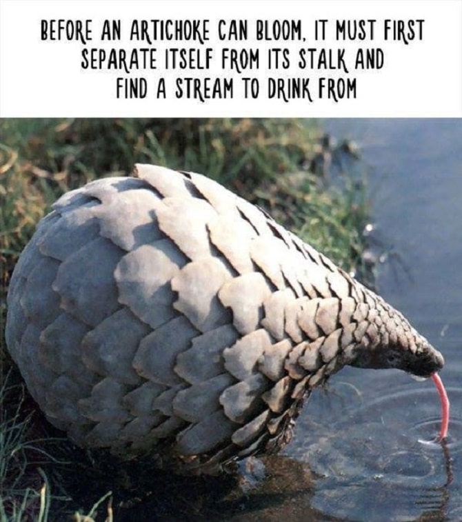 Funny But Completely Inaccurate Animal Facts