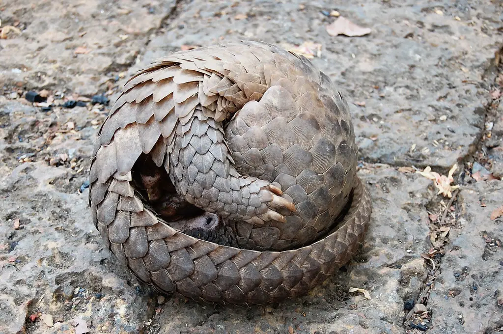 Pangolin