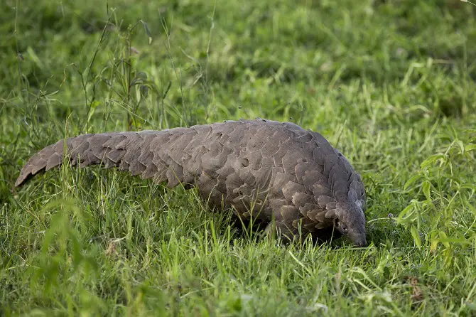 Pangolin