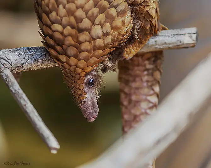 Pangolin