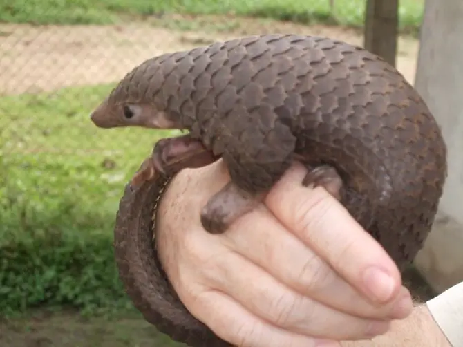 Pangolin