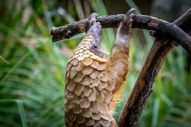 Pangolin