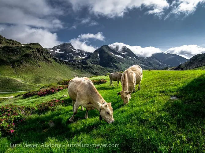 Pasture land at Basses del Port de Rat