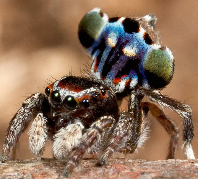 Peacock Spider