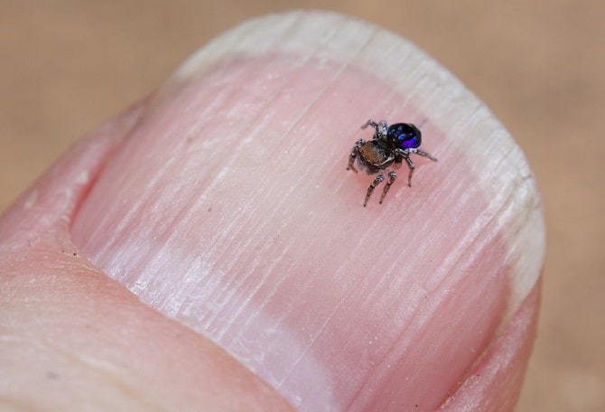 Peacock Spider