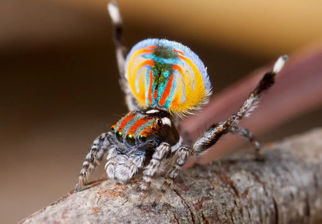 Peacock Spider