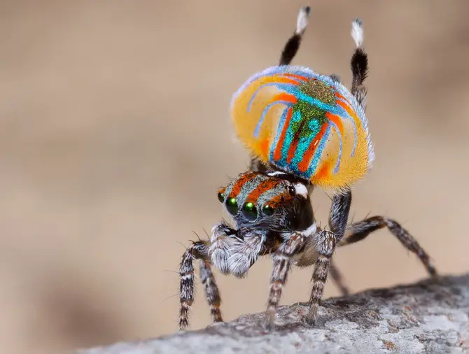 Peacock Spider