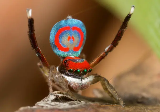 Peacock Spider