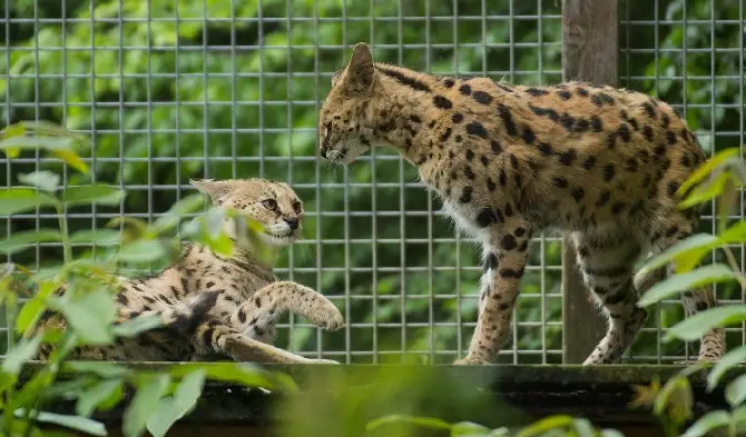 Serval Wild Cats