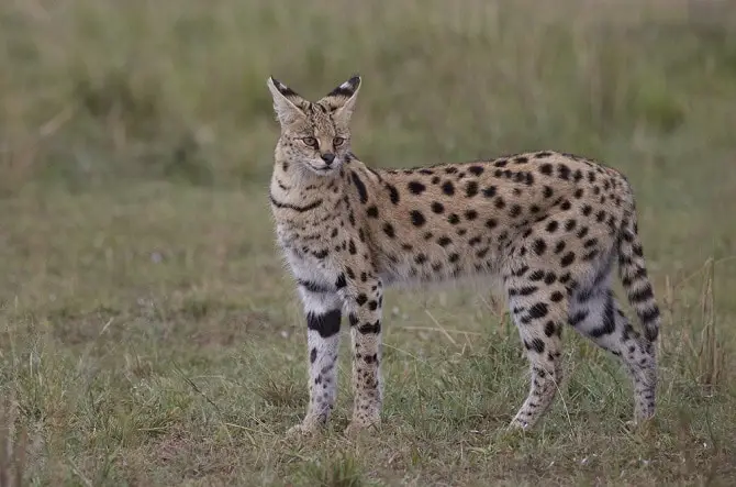 Serval Wild Cats