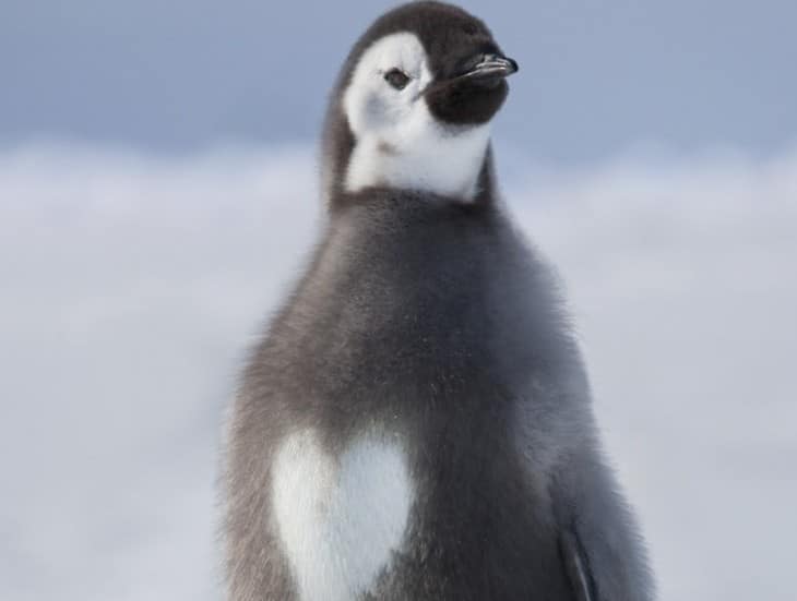Most Unique Animal Fur Patterns | Lazy Penguins