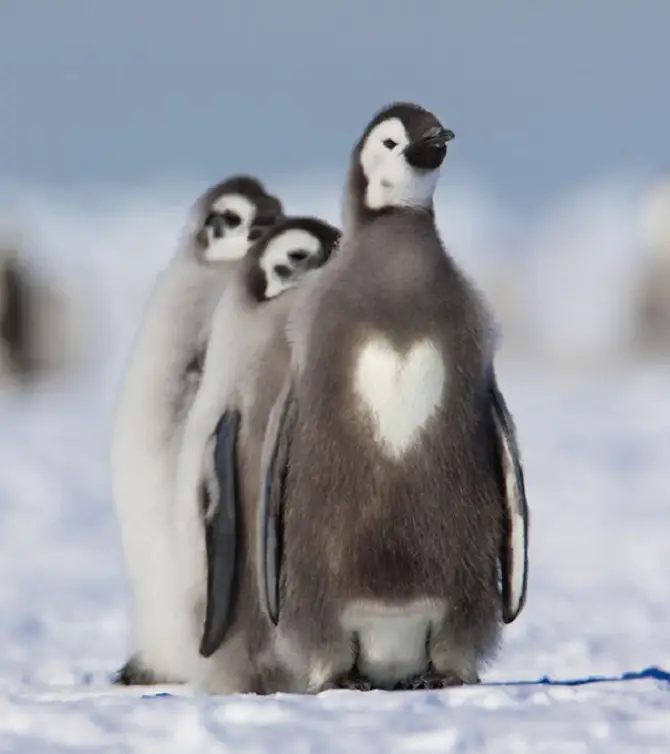 Weird Animal Fur Patterns