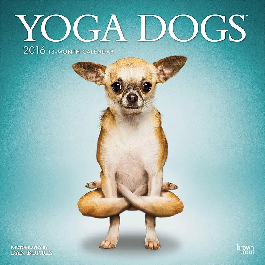 Yoga Dogs Make The Funniest Calendars