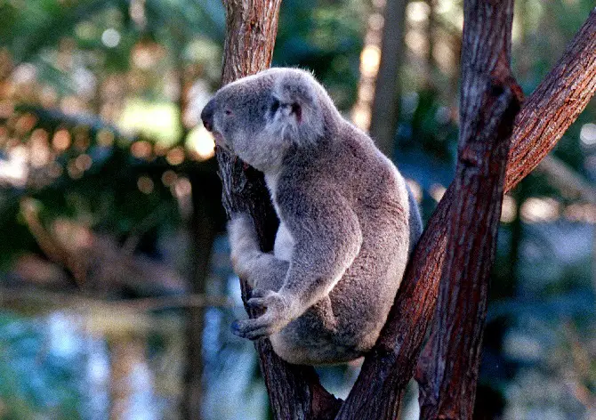 Adorable Koala
