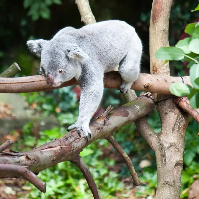 Adorable Koala