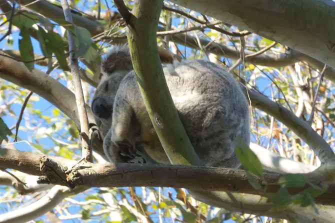 Adorable Koala