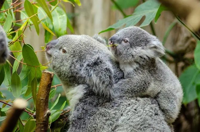 Adorable Koala