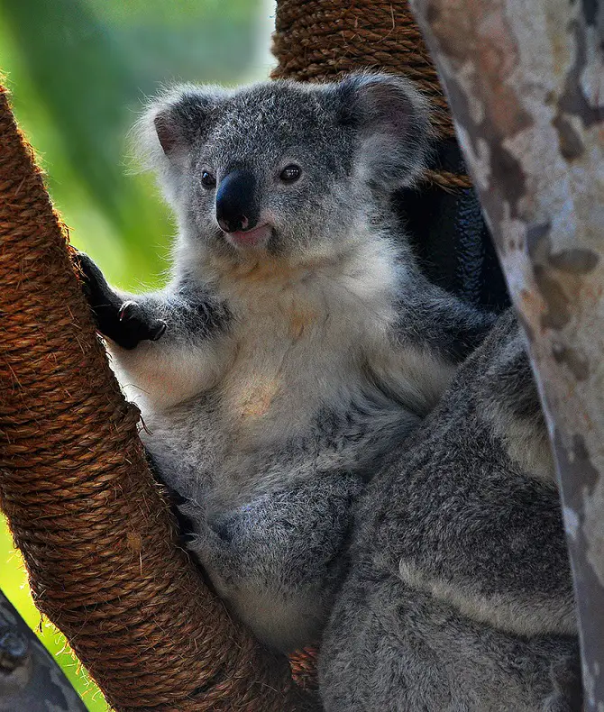 Adorable Koala