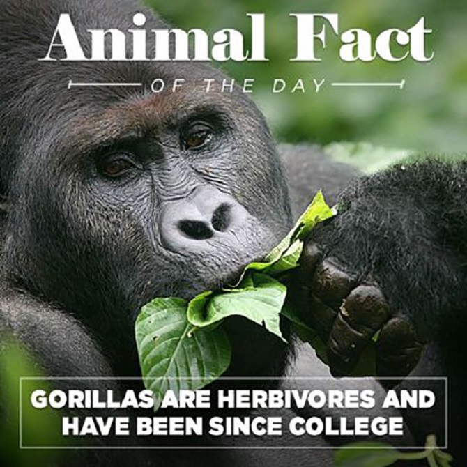 Animal Facts Of The Day With A Funny Twist