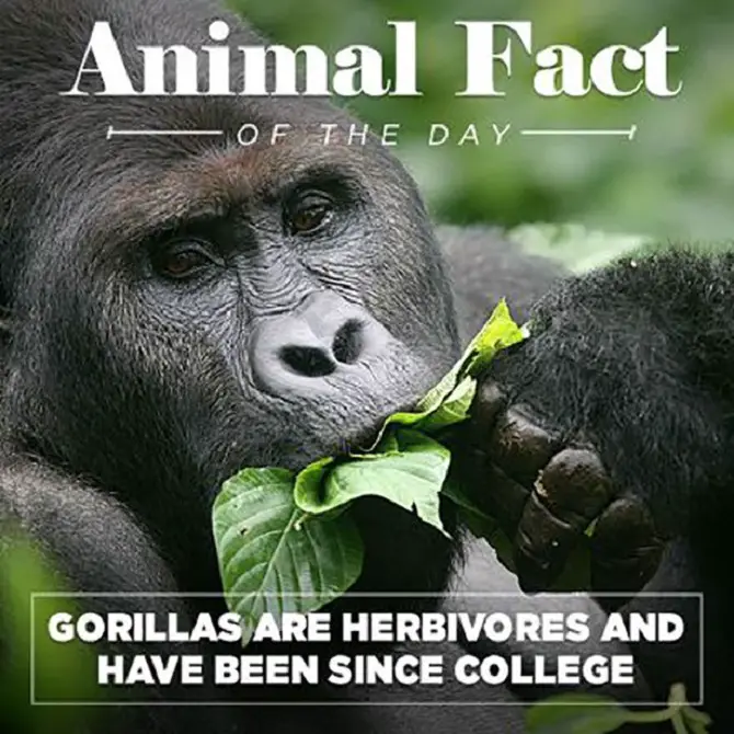 Animal Fact Of The Day