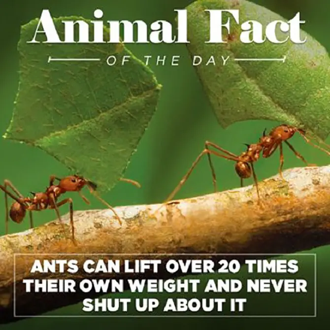 Animal Fact Of The Day