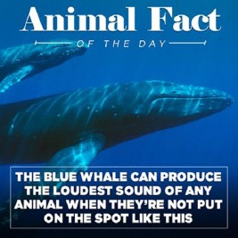 Animal Facts Of The Day With A Funny Twist