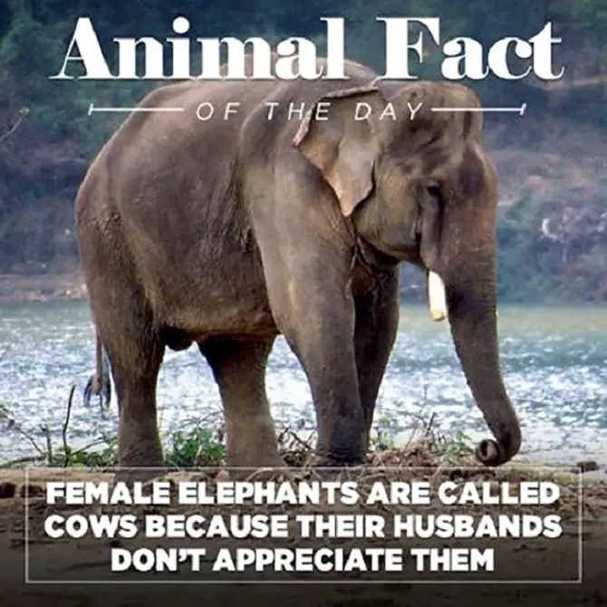 Animal Fact Of The Day