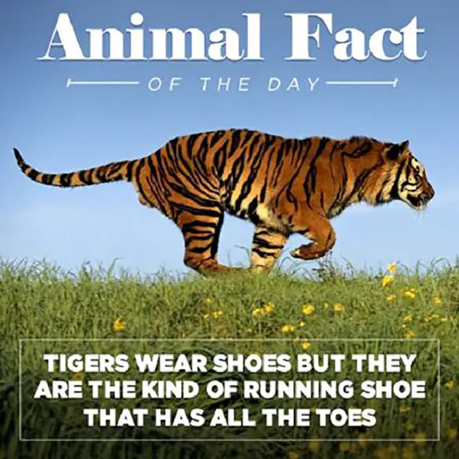 Animal Fact Of The Day