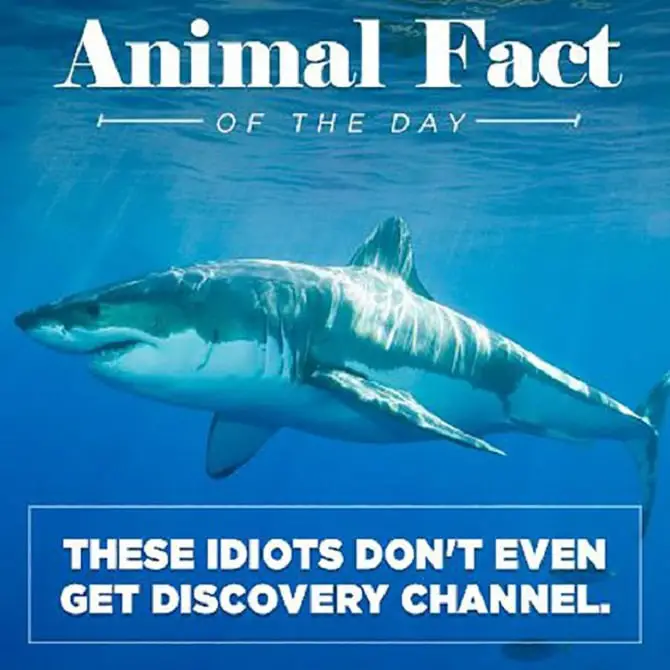 Animal Fact Of The Day