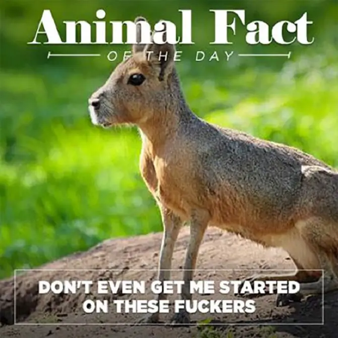 Animal Fact Of The Day