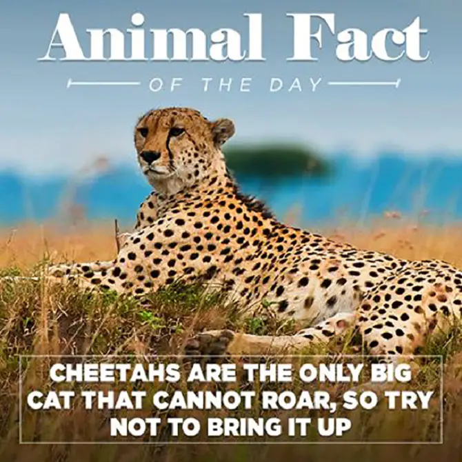 Animal Fact Of The Day