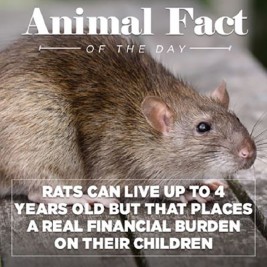 Animal Facts Of The Day With A Funny Twist