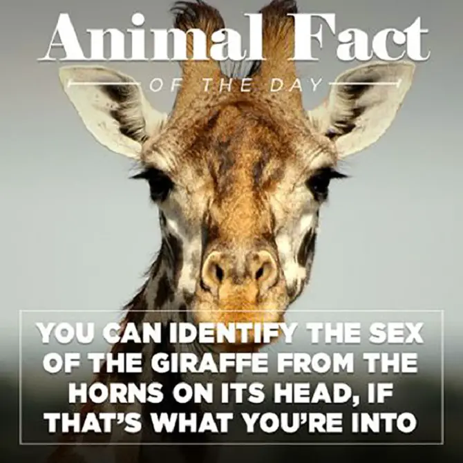 Animal Fact Of The Day