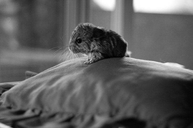 Baby Chinchillas