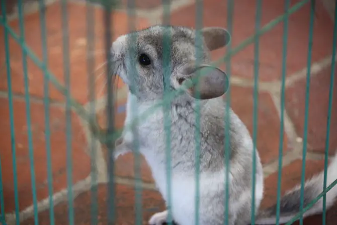 Baby Chinchillas