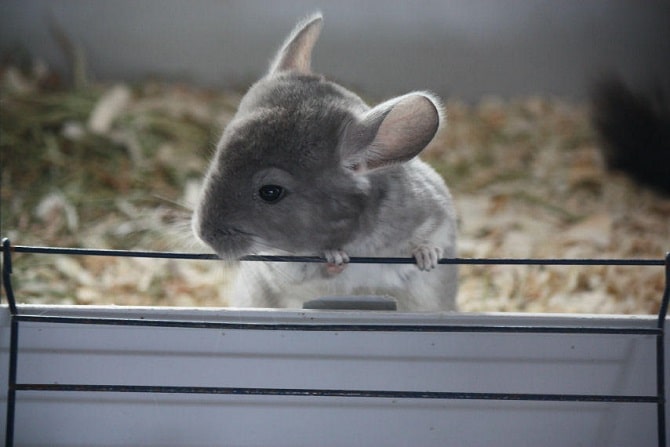 Baby Chinchillas