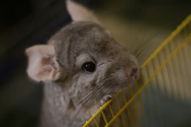 Baby Chinchillas