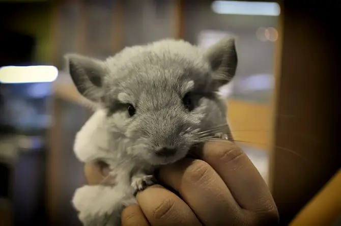 Baby Chinchillas