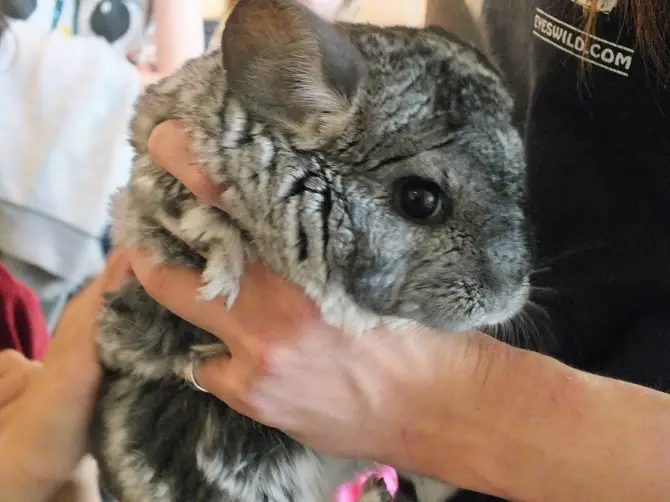 Baby Chinchillas