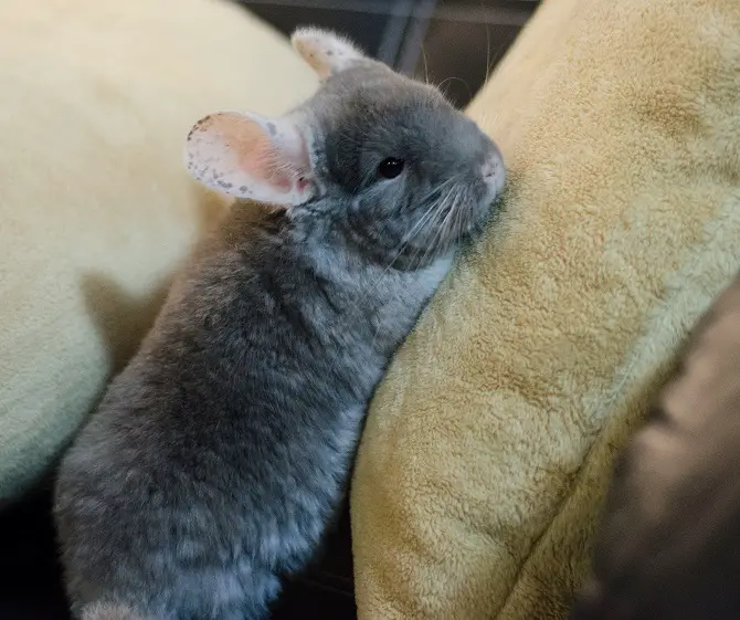 Baby Chinchillas