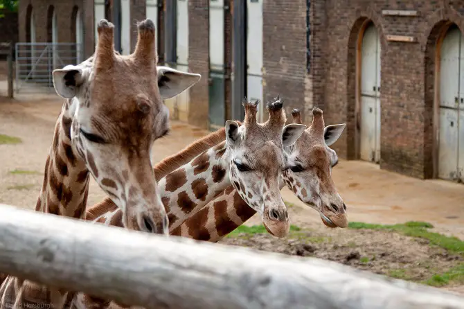 Beautiful Giraffes