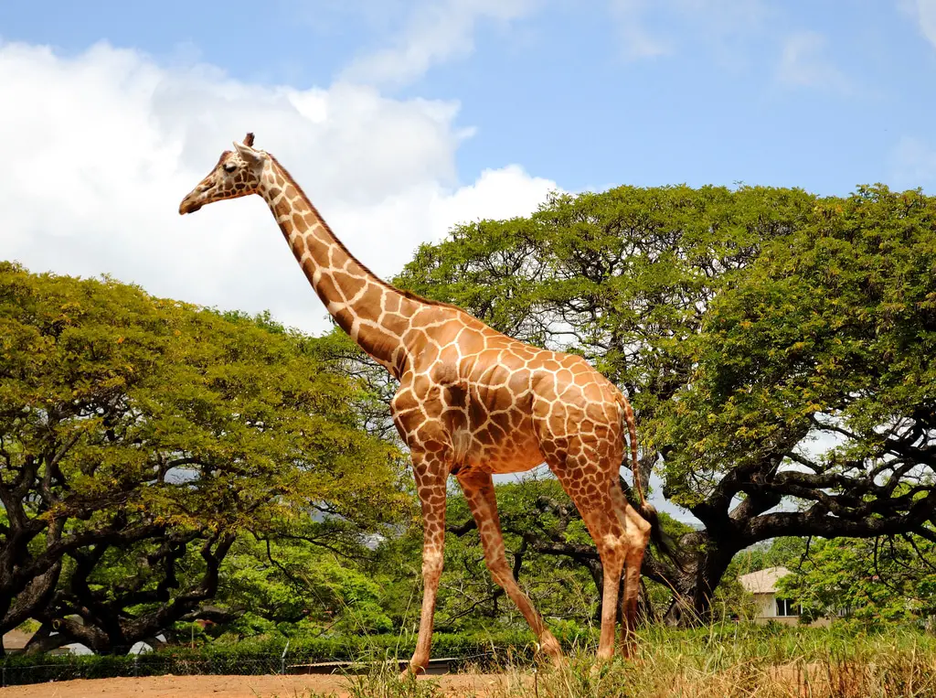 Beautiful Giraffes